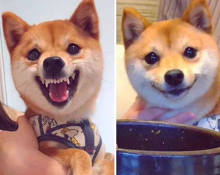 Những ảnh meme chó shiba luôn khiến bạn phải bật cười vì độ dễ thương.