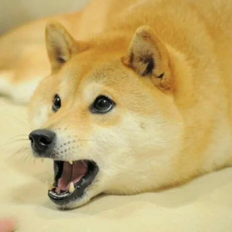 Ảnh chó shiba meme luôn là lựa chọn thú vị cho những ai yêu thích sự hài hước.