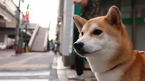 Những hình chó shiba meme cực kỳ dễ thương khiến bạn không thể rời mắt.