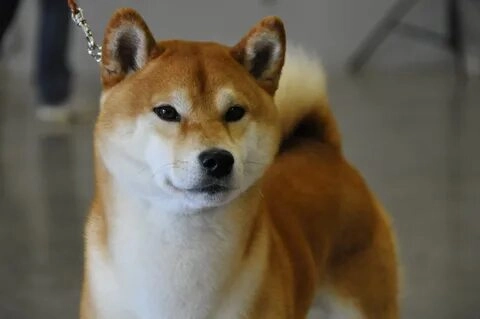 Doge shiba inu dog meme là biểu tượng không thể thiếu trong cộng đồng yêu meme.