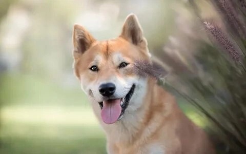 Shiba meme chó shiba luôn là lựa chọn hoàn hảo cho những ai yêu thích meme thú vị.