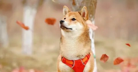 Shiba bonk meme luôn tạo ra những khoảnh khắc hài hước khó quên.