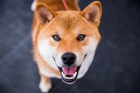 Meme con chó shiba sẽ khiến bạn bất ngờ với độ hài hước độc đáo.