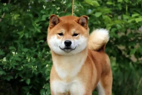 Chó shiba meme mặt luôn tạo nên sự hài hước với những biểu cảm đặc biệt.