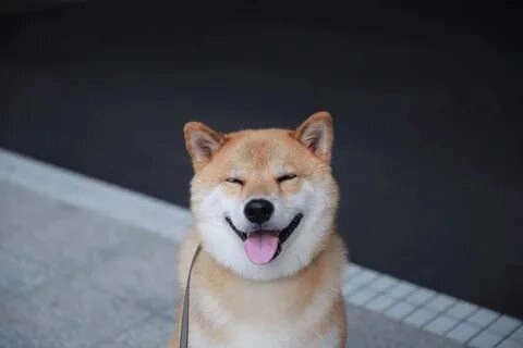 Shiba smile meme mang đến nụ cười tươi tắn, làm vui cả ngày.