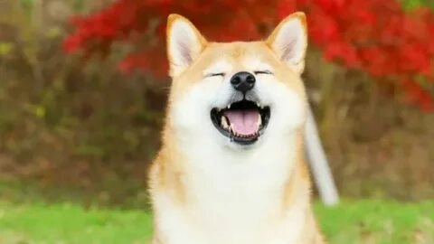 Shiba inu shiba inu dog meme luôn tạo ra sự kết hợp hoàn hảo của sự dễ thương và vui nhộn.