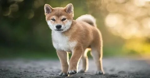 Meme dog shiba với biểu cảm độc đáo luôn làm bạn phải cười lớn.