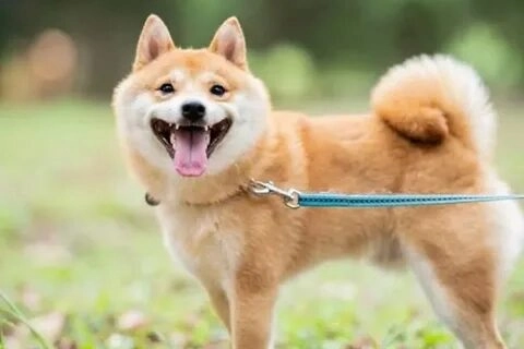 Shiba inu dog meme luôn là lựa chọn thú vị cho những ai yêu thích chó shiba.