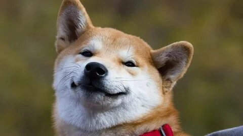 Dog meme shiba dễ thương sẽ làm bạn quên đi mọi muộn phiền trong cuộc sống.