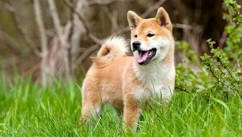 Chó shiba chibi đáng yêu sẽ làm bạn yêu ngay từ cái nhìn đầu tiên.