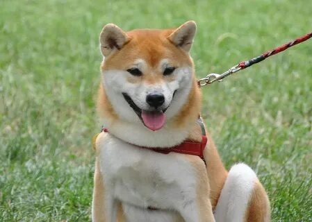 Shiba meme png dễ dàng tải về và mang lại niềm vui cho mọi người.