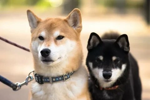 Dog shiba meme hài hước và dễ thương luôn khiến bạn không thể dừng lại.