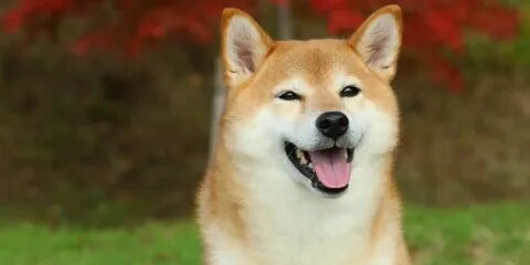 Chó shiba chibi cute với dáng vẻ ngộ nghĩnh khiến ai cũng tan chảy.