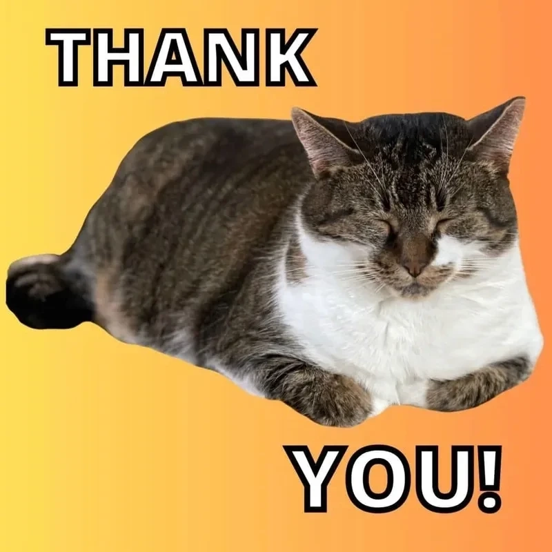 Meme cat thank you, lời cảm ơn qua hình ảnh chú mèo!