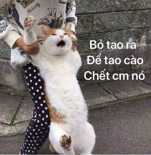 Với mèo meme tức, bạn sẽ không thể nhịn cười đâu!