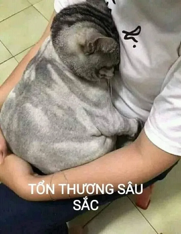 Meme cute ảnh mèo vô tri này cực kỳ dễ thương!