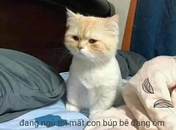 Ảnh chế meme vô tri này cực kỳ hài hước, đừng bỏ qua!