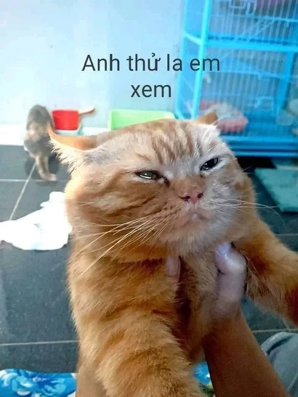 Mèo cute meme khiến bạn không thể ngừng nhìn!