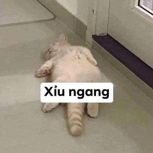 Meme ảnh mèo cute cực kỳ dễ thương, xem ngay!