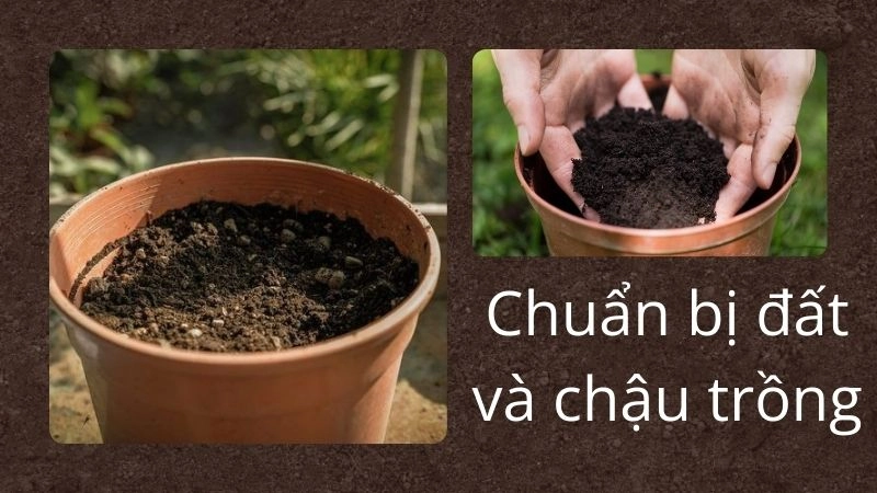 Chuẩn bị đất và chậu trồng – bí quyết để rễ “phì nhiêu”