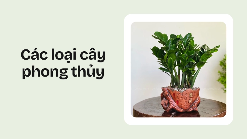 Cây kim tiền xanh tốt giúp cây phong thủy gia tăng năng lượng