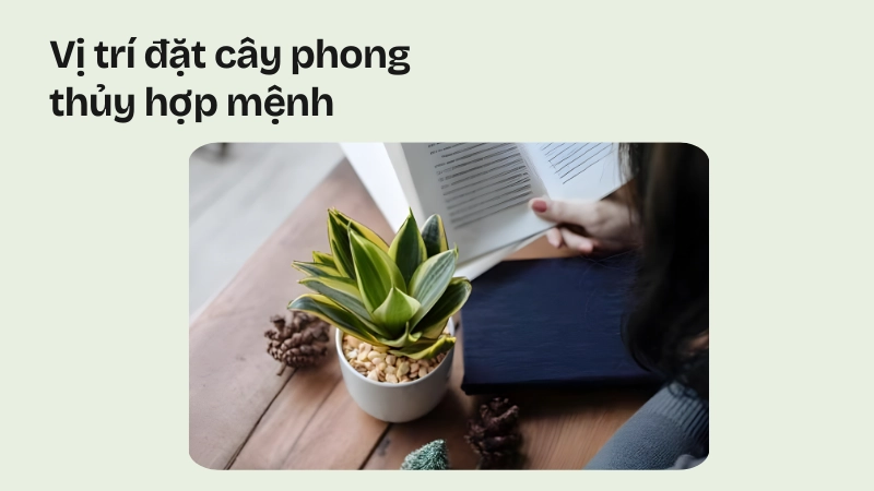 Bàn làm việc là vị trí đặt cây phong thủy hợp mệnh gia chủ