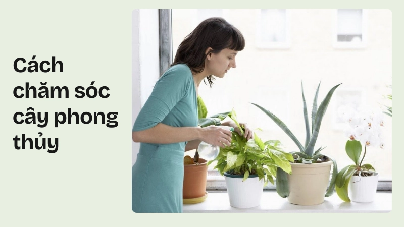 Lau lá thường xuyên là cách chăm sóc cây phong thủy luôn khỏe