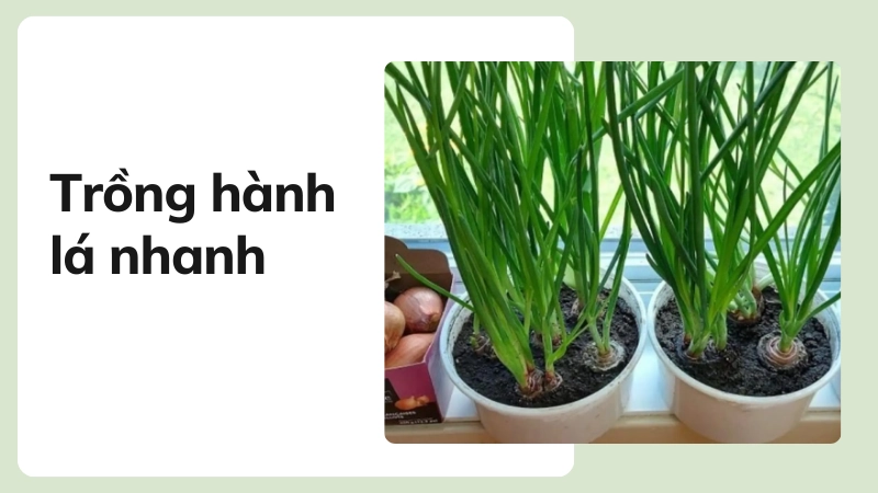 Kỹ thuật trồng hành lá bằng củ trong chậu nhựa