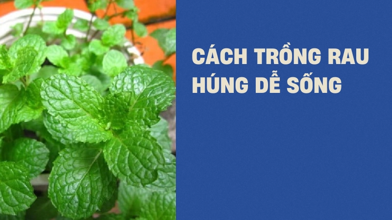 Cách trồng rau húng nhanh bén rễ, dễ sống