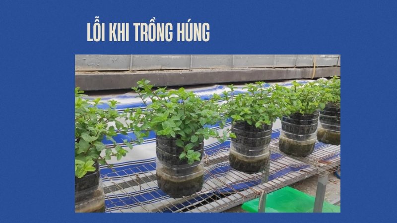 Lỗi thường gặp khi trồng rau húng tại nhà