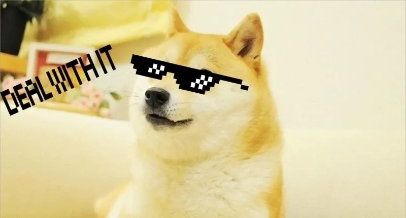 Chó cheems meme nổi tiếng với nét mặt ngố