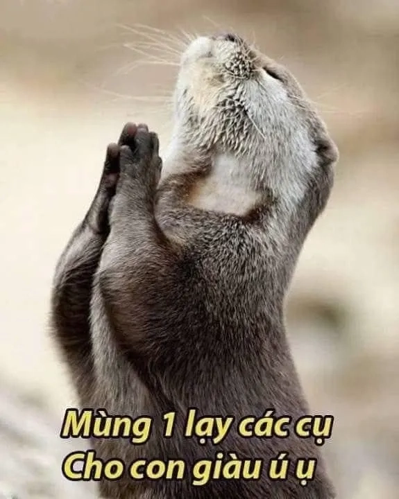 Meme lạy mang sắc thái van xin rất hài hước