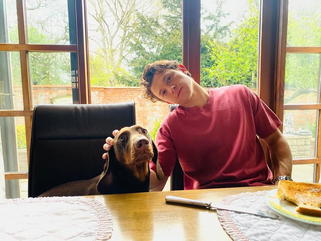 Tom holland movie luôn thu hút lượng fan lớn