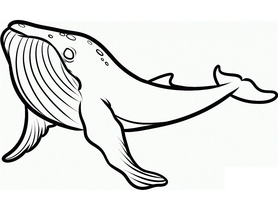 Tranh tô màu cá voi cho bé rèn luyện sáng tạo