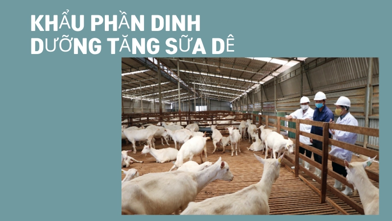 Khẩu phần ăn giàu dinh dưỡng tăng sản lượng sữa