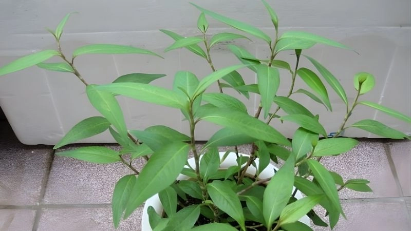 Đánh bay đốm trắng bằng rau răm quen thuộc