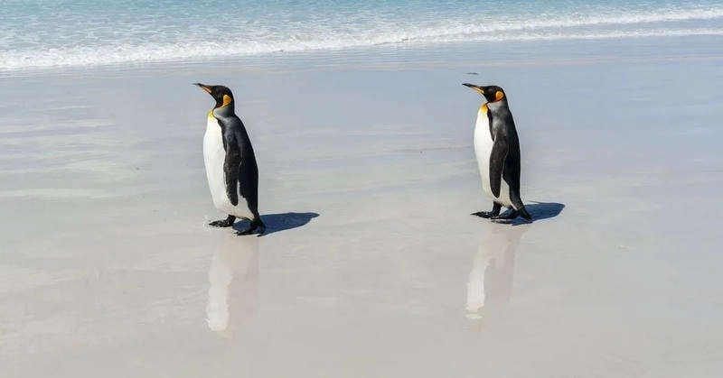 Thể hiện phong cách khác biệt qua những mẫu avatar chim cánh cụt ngầu cực chất.