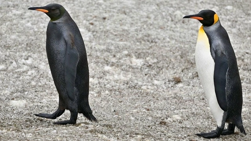 Cười nghiêng ngả với những biểu cảm lầy lội từ avatar chim cánh cụt vô tri.