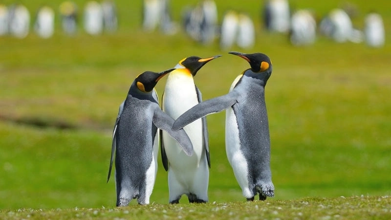 Lan tỏa năng lượng tích cực mỗi ngày cùng avatar chim cánh cụt dễ thương.