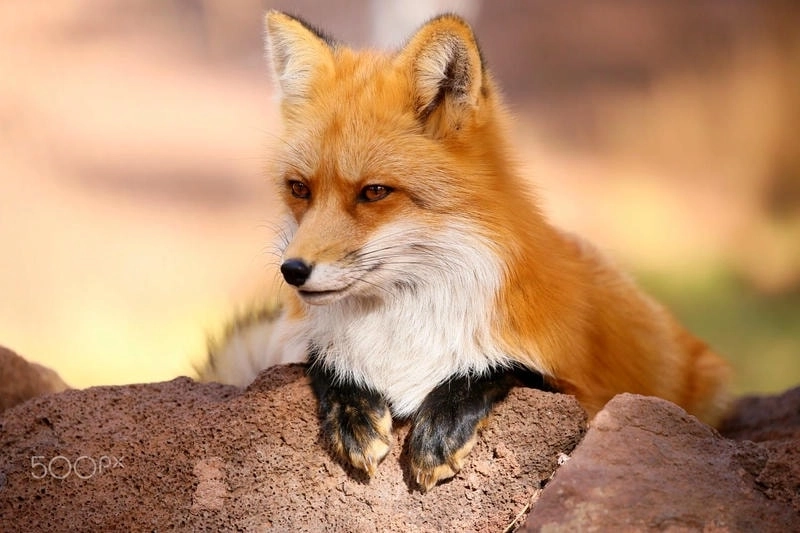 Tạo điểm nhấn khác biệt cho hồ sơ của bạn bằng hình avatar con cáo ngầu cực đỉnh.