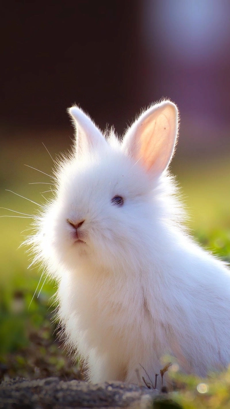 Phong cách độc đáo và bí ẩn từ bộ sưu tập avatar con thỏ đen.