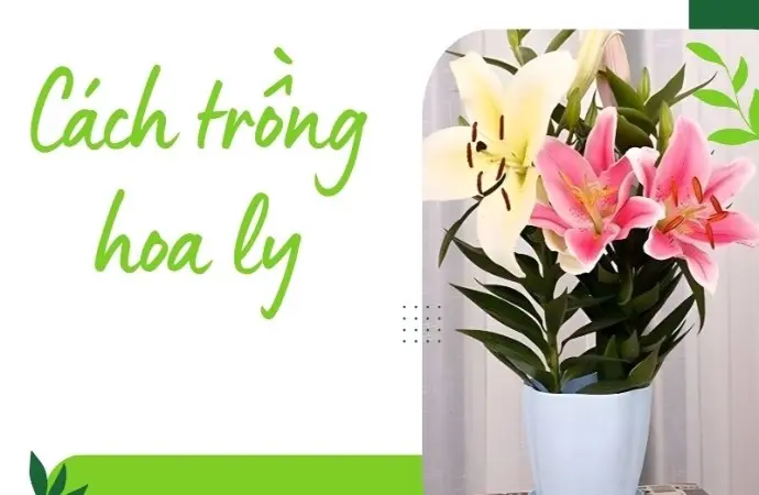 Cách trồng hoa ly cho bông nở to và thơm ngát lâu ngày
