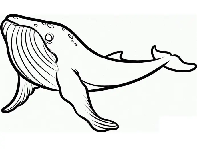 Tuyển tập tranh tô màu con cá voi sắc nét ấn tượng khó quên