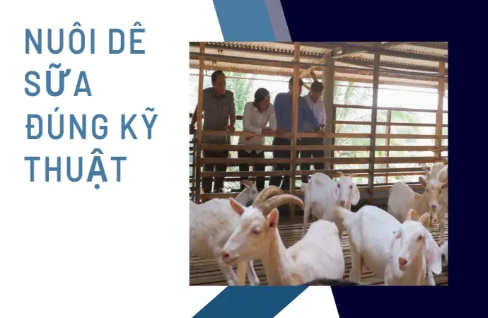 Nuôi dê lấy sữa- Mô hình kinh doanh lợi nhuận cao mỗi ngày