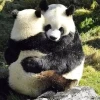 Khám phá 101+ Hình Ảnh Meme Ôm Siêu Cute Đốn Tim Người Xem