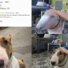 Khám phá 'Cậu Vàng Meme': Hiện tượng mạng xã hội và sức hút khó cưỡng