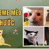Khám phá meme 'thích' và trào lưu ảnh chế độc đáo