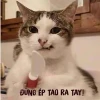 Khám phá Thế giới Ảnh Meme Việt Nam: Hài hước, Sáng tạo và Triệu lượt thích 2026