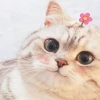 Meme Mèo Hoảng Hốt: Bộ Sưu Tập Biểu Cảm 'Ngã Ngửa' Cực Đỉnh