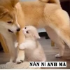 Meme Năn Nỉ: Biểu Cảm Biến Hóa Đầy Cười Ra Nước Mắt